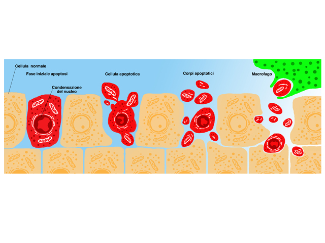 Apoptosi Cellulare